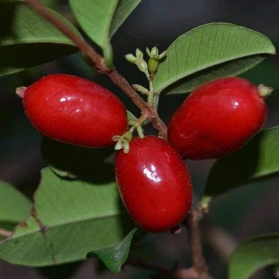 Mystery Exotic Fruit Plants (Syzygium SP)