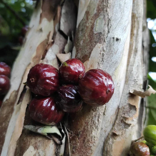 Navel Costada Jaboticaba Exotic Fruit Plants (Plinia Sp. Navel Costada)