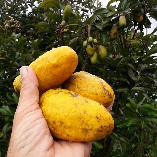 Giant Olosapo Exotic Fruit Plants (Couepia Polyandra)