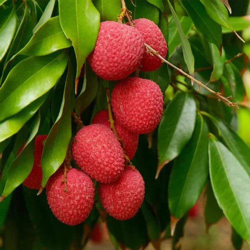 Litchee Exotic Fruit Plants (Litchi Chinensis)