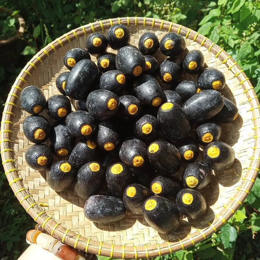 Dabai Exotic Fruit Plant (Canarium Odontophyllum)