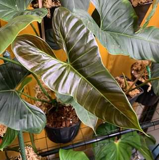 Philodendron Lupinum