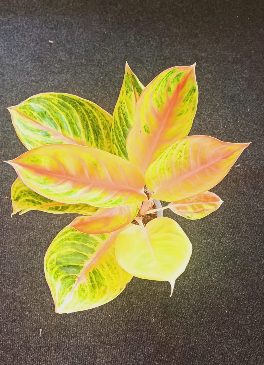 Aglaonema Amber