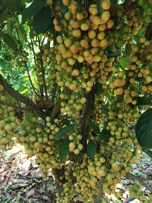 Mafai Exotic Fruit Plants (Baccaurea racemose)