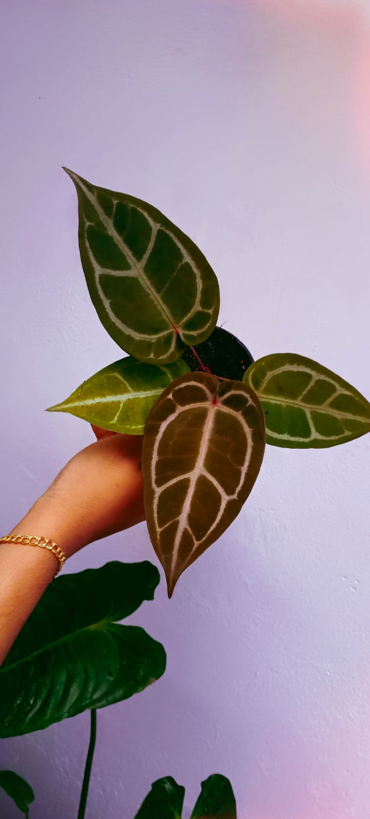 Anthurium Red Crystallinum