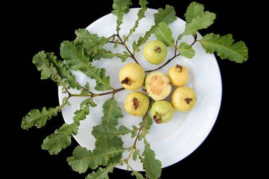 Spring Guava Exotic Fruit Plants