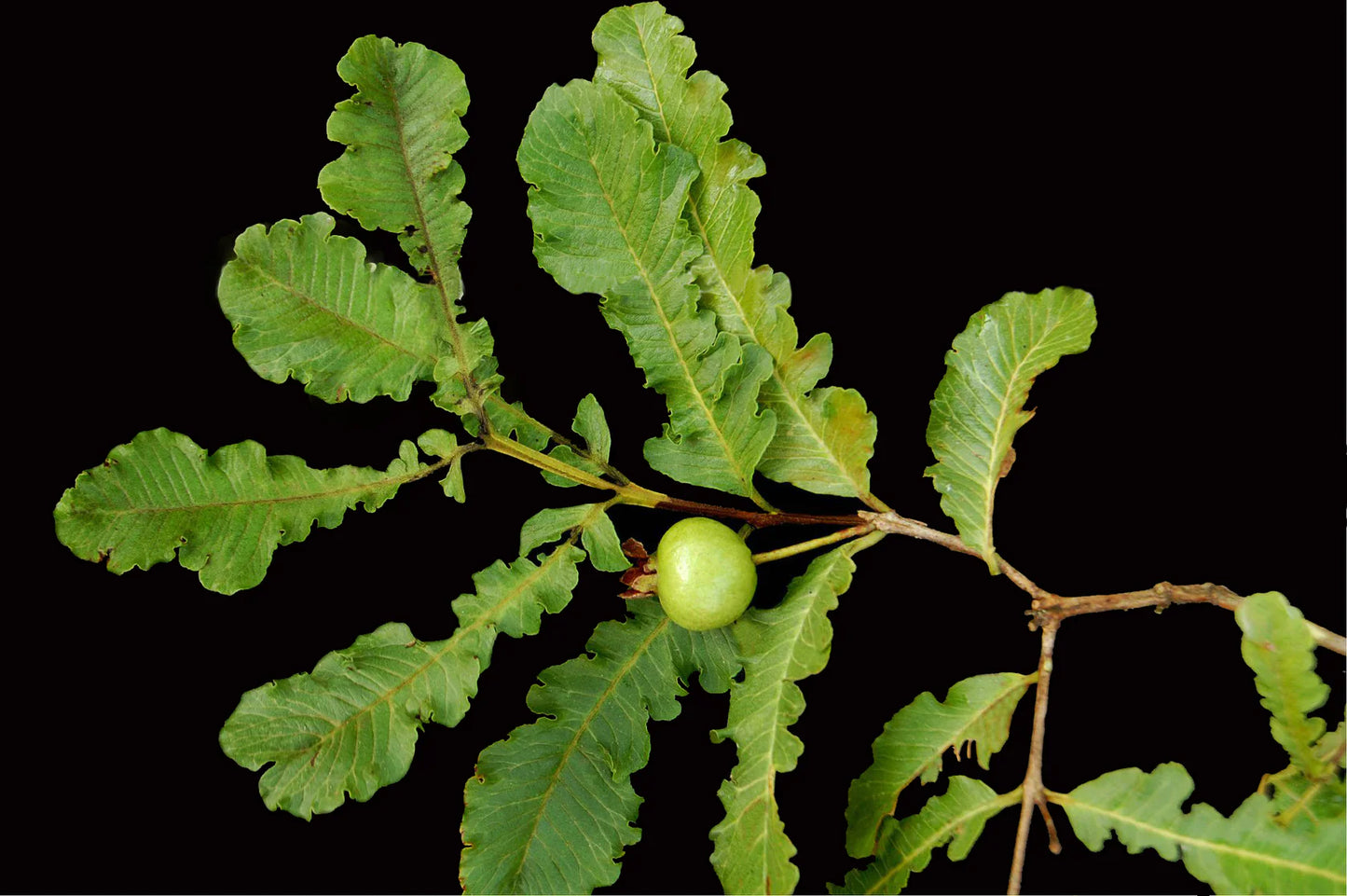 Spring Guava Exotic Fruit Plants
