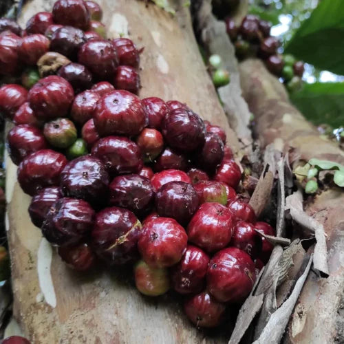 Navel Costada Jaboticaba Exotic Fruit Plants (Plinia Sp. Navel Costada)