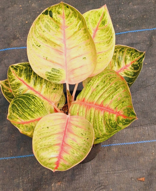 Aglaonema Pink Moonlight