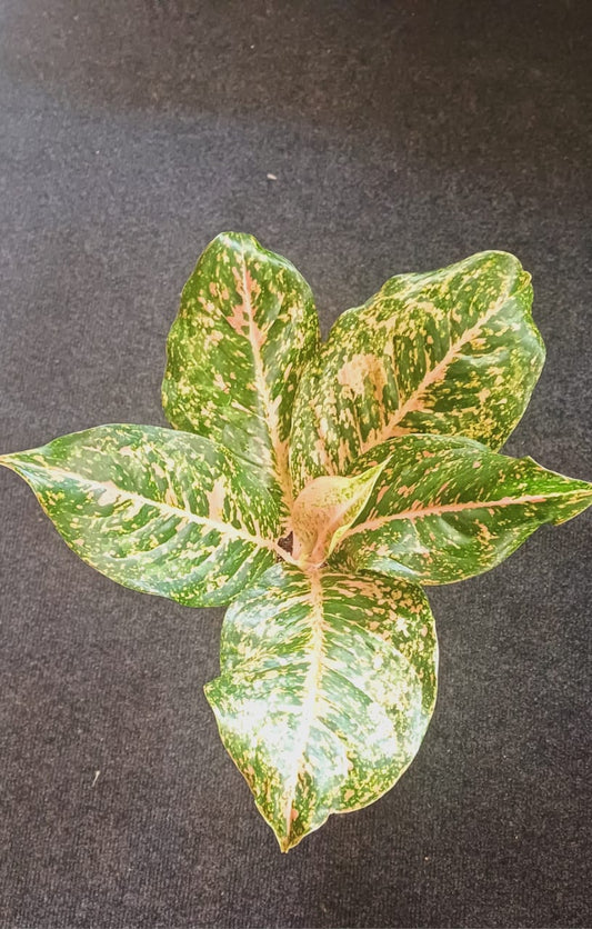 Aglaonema Black Gold Star