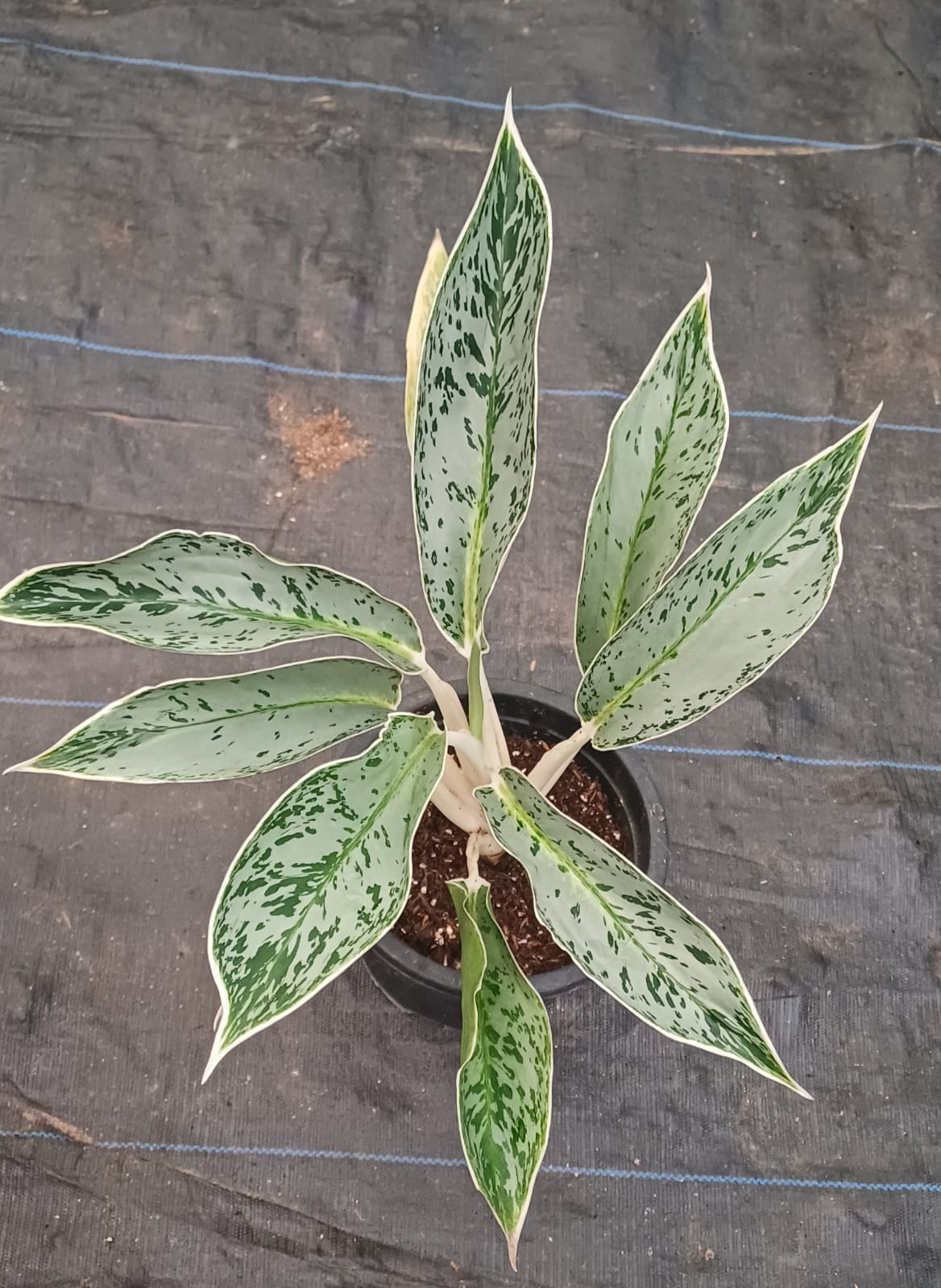 Aglaonema Green Horn