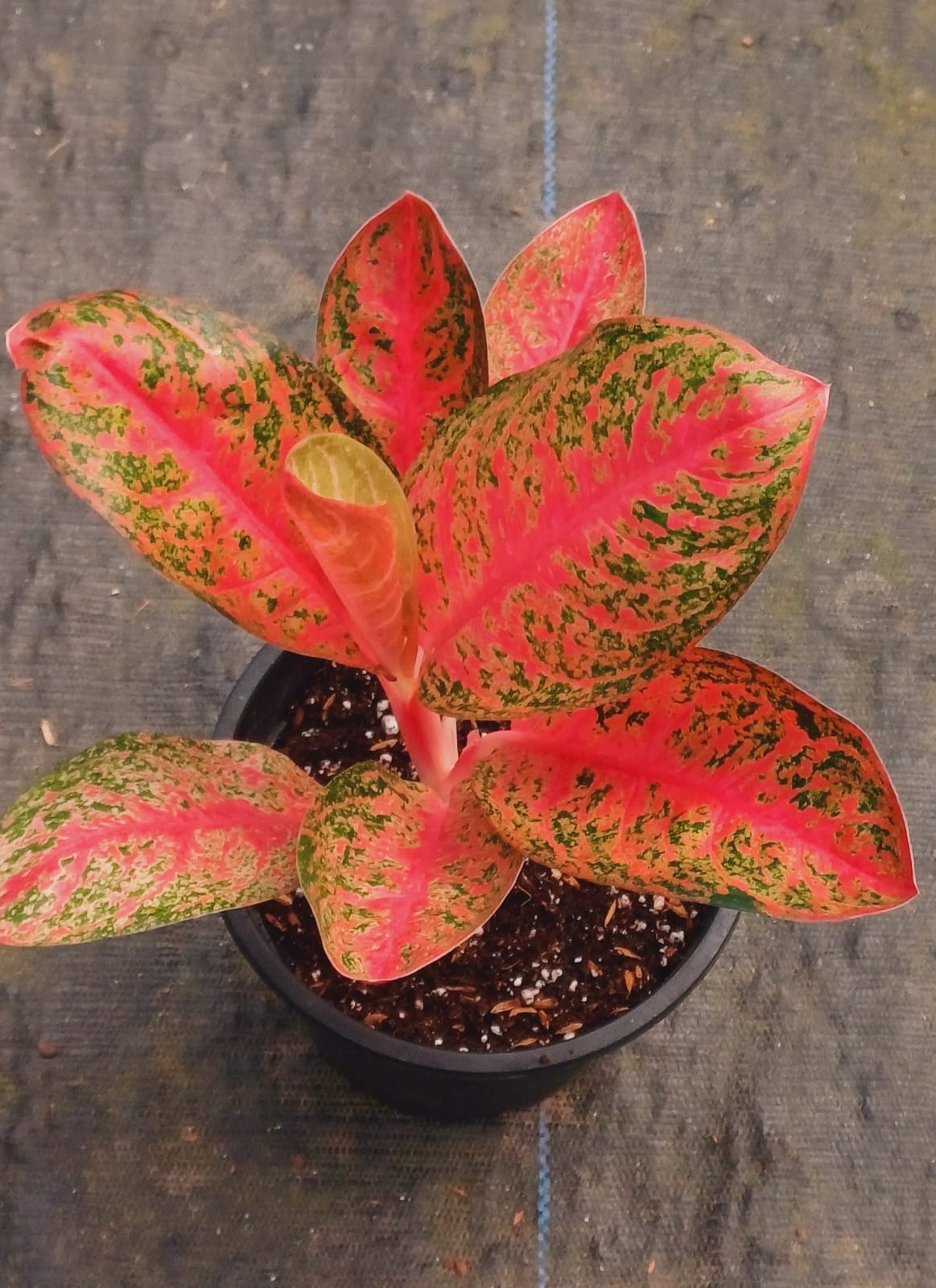 Aglaonema Thai Dollar