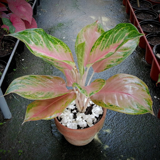 Aglaonema Pink Cabbage