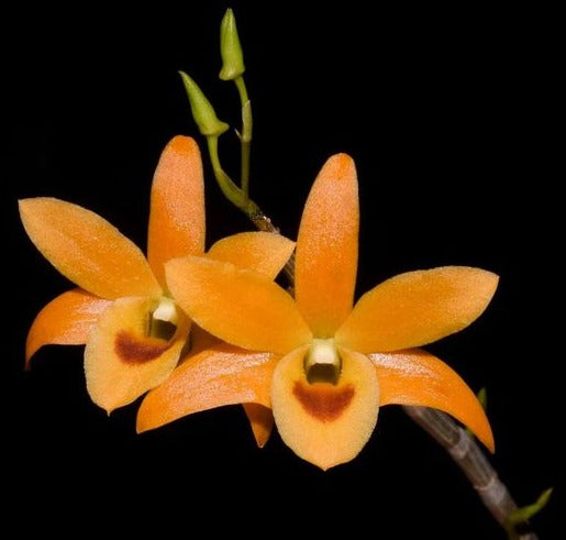 Dendrobium Orange