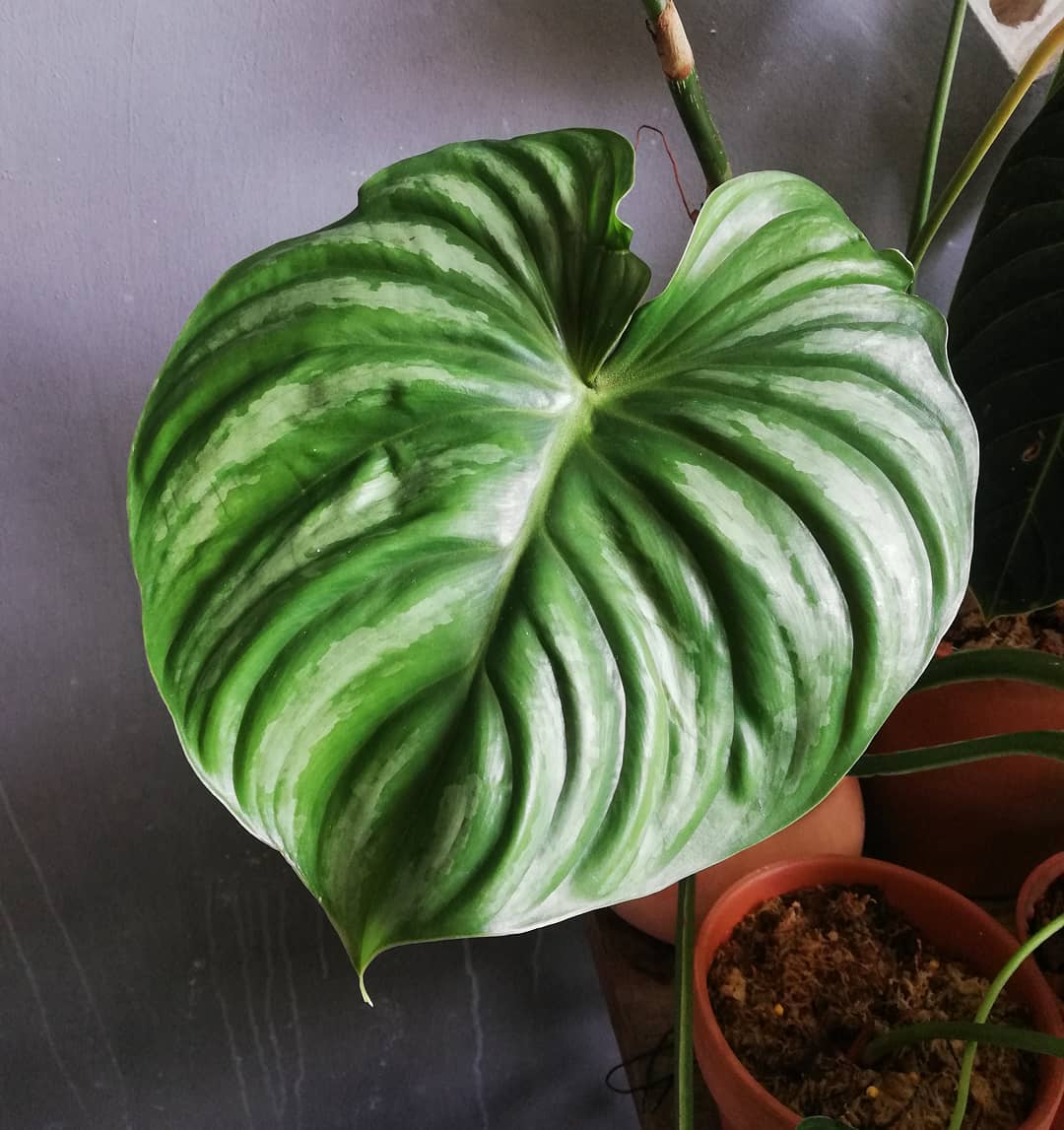 Philodendron Plowmani Citrus