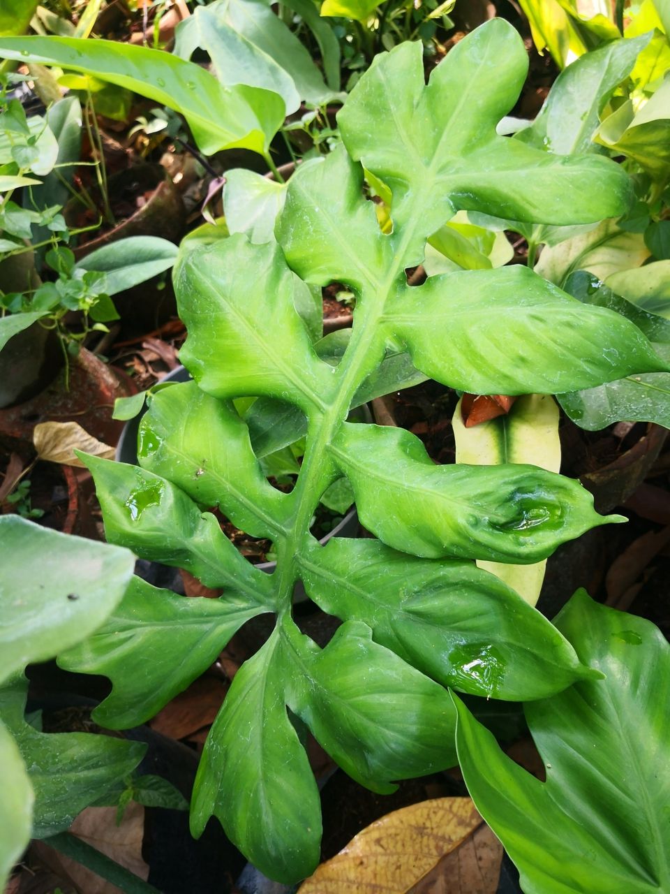 Philodendron Distantilobum