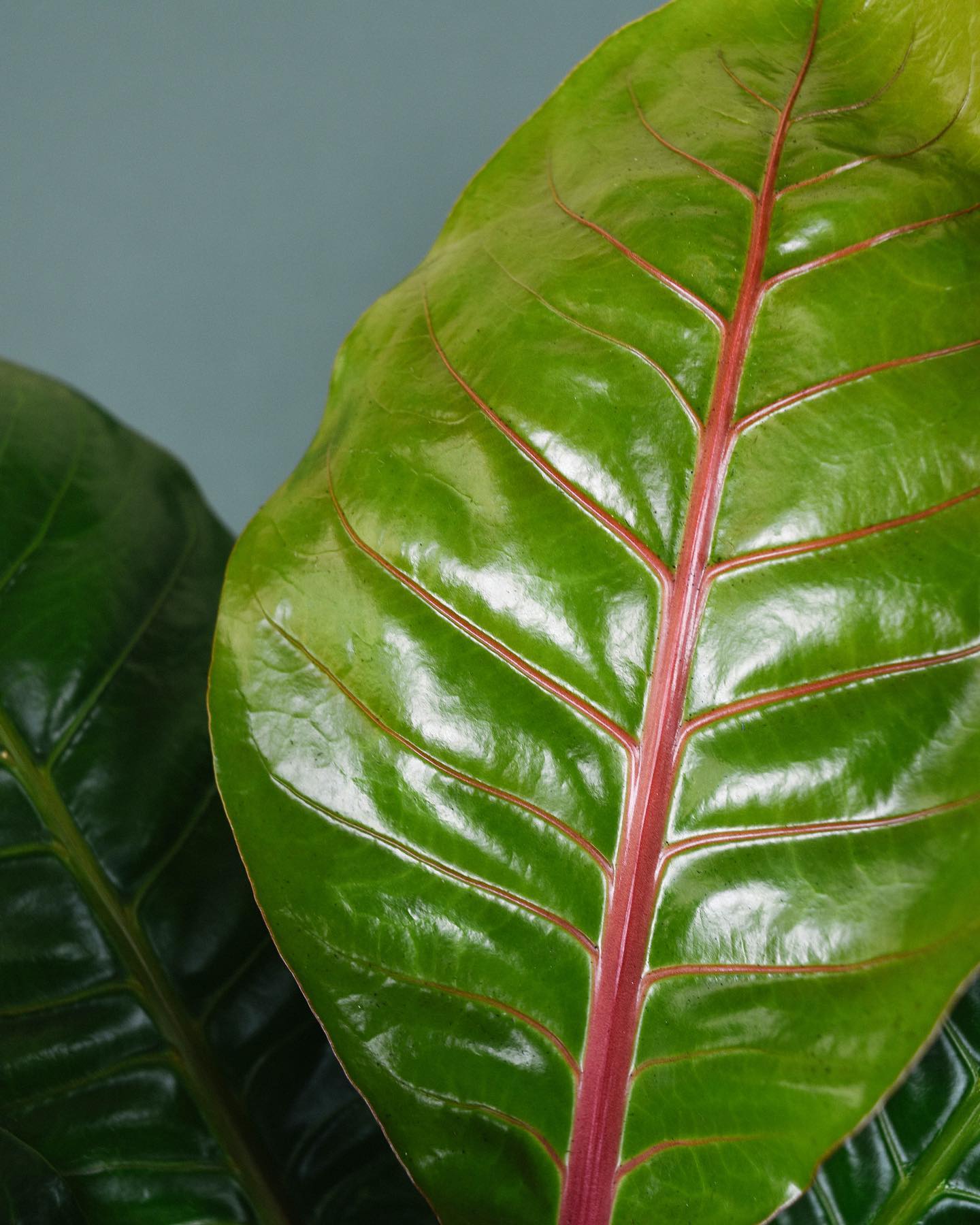 Anthurium Pink Raffle