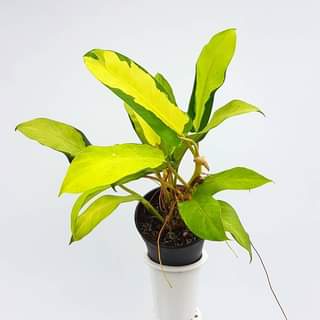 Philodendron 'Thai Sunrise'