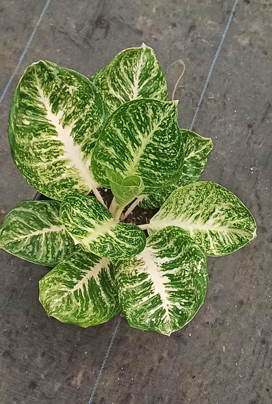 Aglaonema Ming Mong Kol