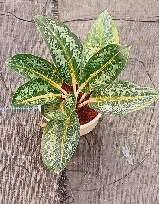 Aglaonema Indiana Queen