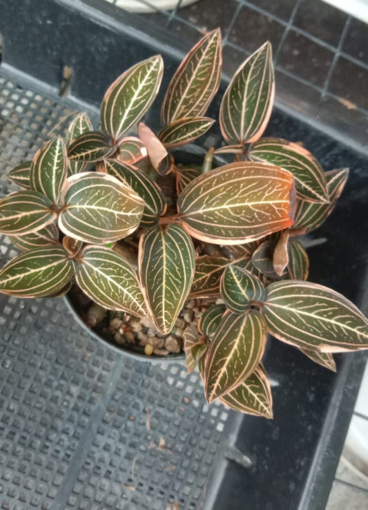 Jewel Orchid (Spider Man)