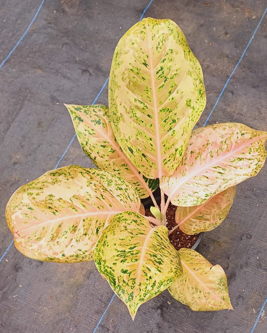 Aglaonema Orange Gold Star