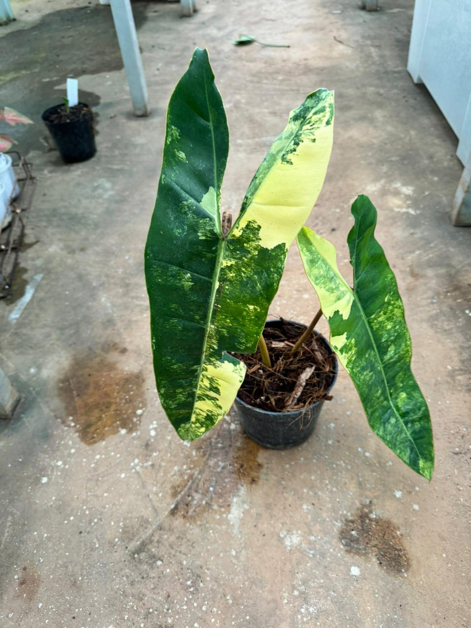 Philodendron Billietiae Variegated