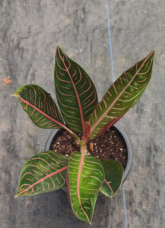 Aglaonema Black Sumatra