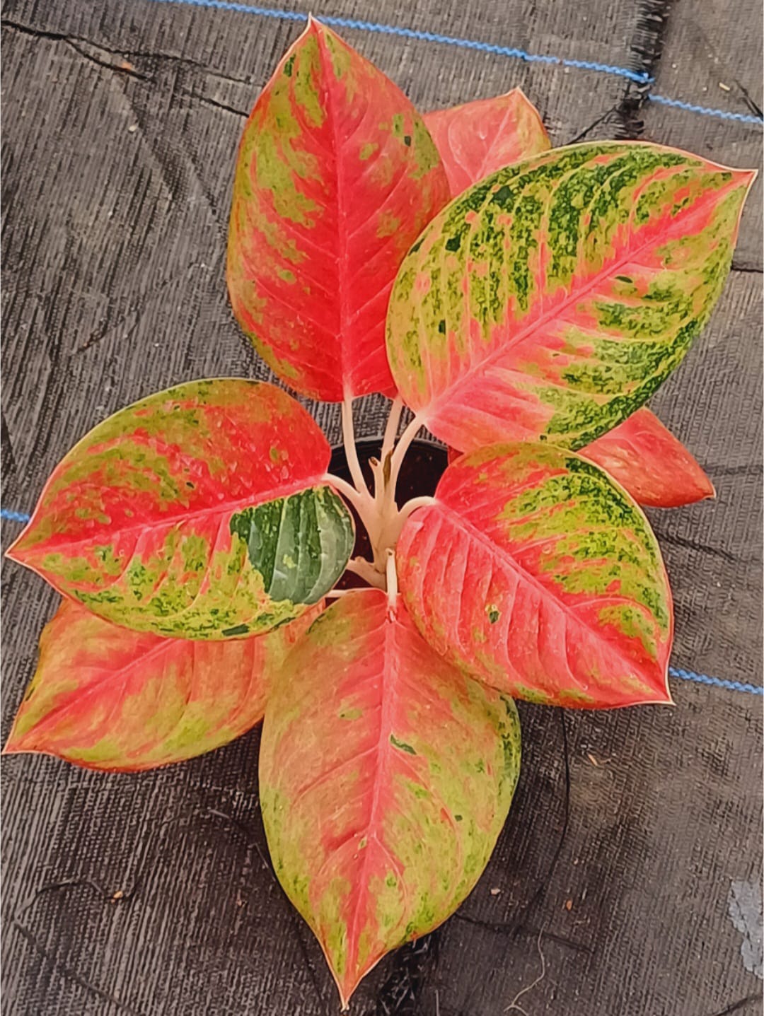 Aglaonema Diamond Star