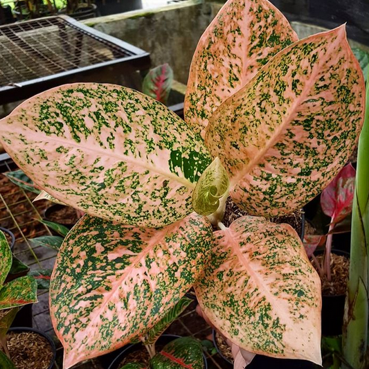 Aglaonema Orange Stardust