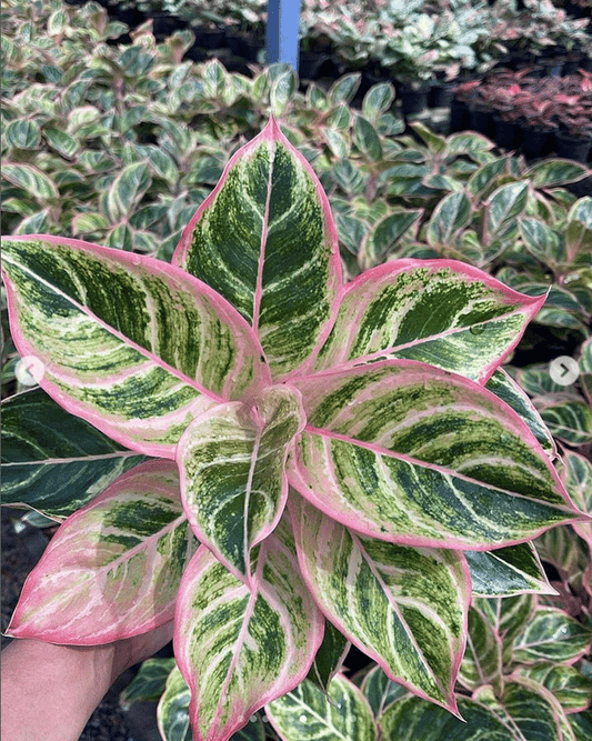 Aglaonema Pink Pie