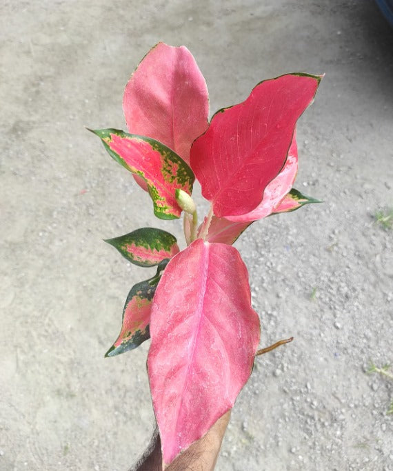 Aglaonema China Red (Suksom Pink)