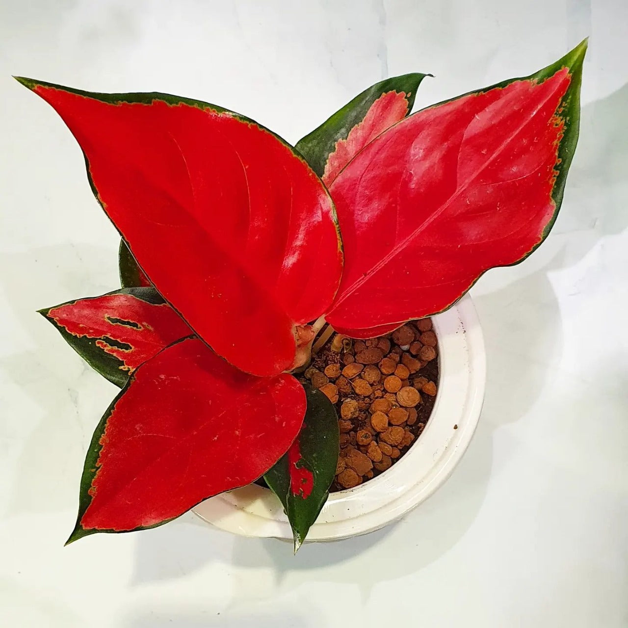 Aglaonema China Red (Suksom Pink)