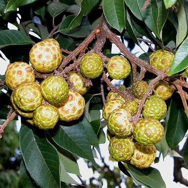 Alupag Exotic Fruit Plants (Dimocarpus Didyma)