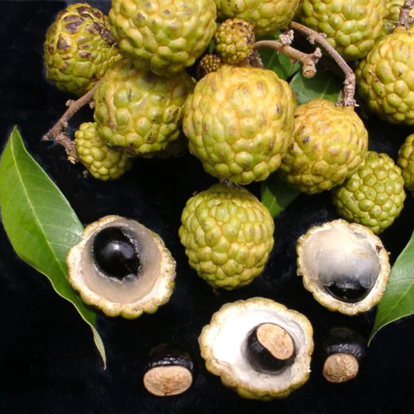 Alupag Exotic Fruit Plants (Dimocarpus Didyma)