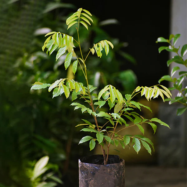 Alupag Exotic Fruit Plants (Dimocarpus Didyma)