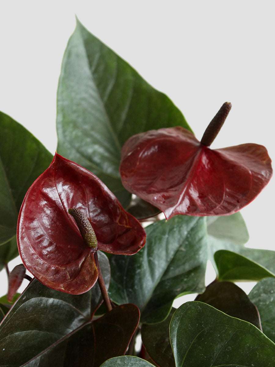 Anthurium Flowering Pink: Buy Plant Online In India – Growcerys