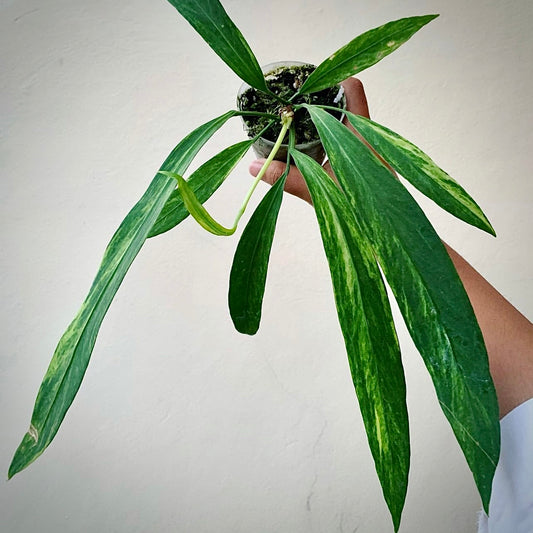 Anthurium Vittarifolium Variegated