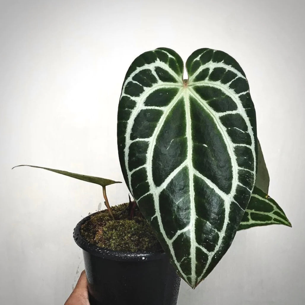 Anthurium Crystallinum Dark Narrow