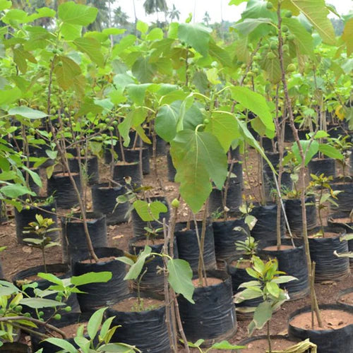 Israel Fig / Anjeer / Athi pazham Grafted Exotic Fruit Plant