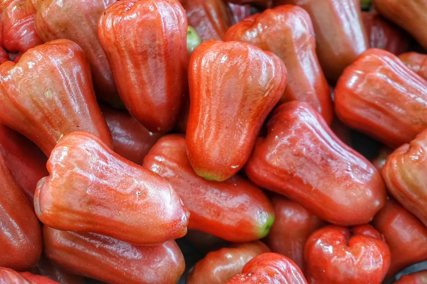 Bangkong Chamba Exotic Fruit Plants (Syzygium Samarangense)