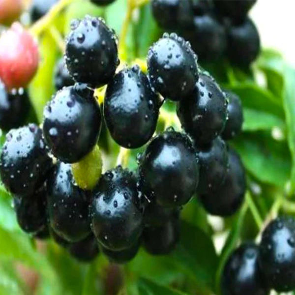 Black Jamun Exotic Fruit Plants (Syzygium Cumini)