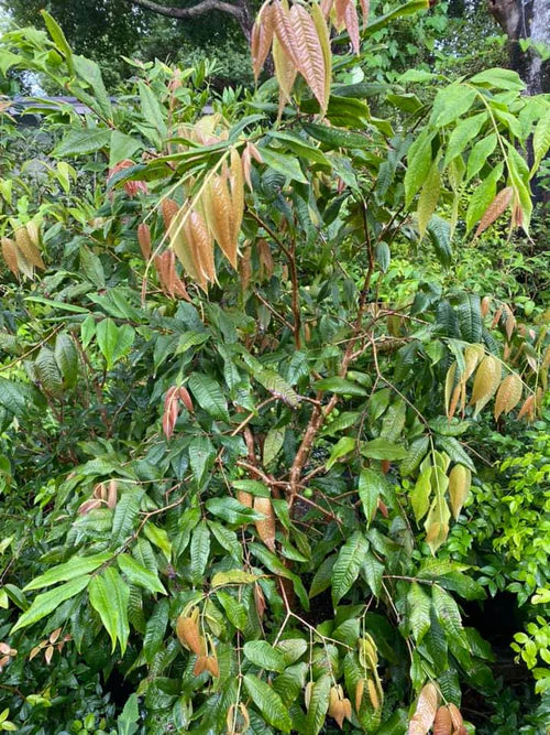 Jaboticaba Branca Exotic Fruit Plant (Phitrantha Branca)
