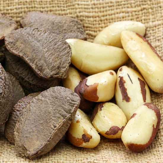 Brazil Nut Exotic Fruit Plants (Bertholletia Excelsa)