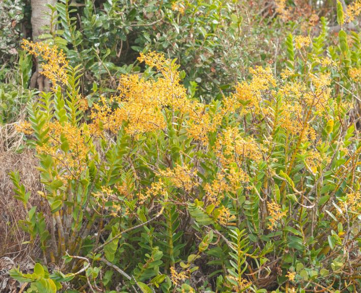 Dendrobium Dorothy Gold Antelope