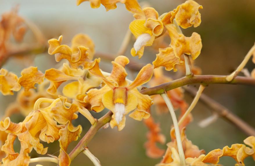 Dendrobium Dorothy Gold Antelope