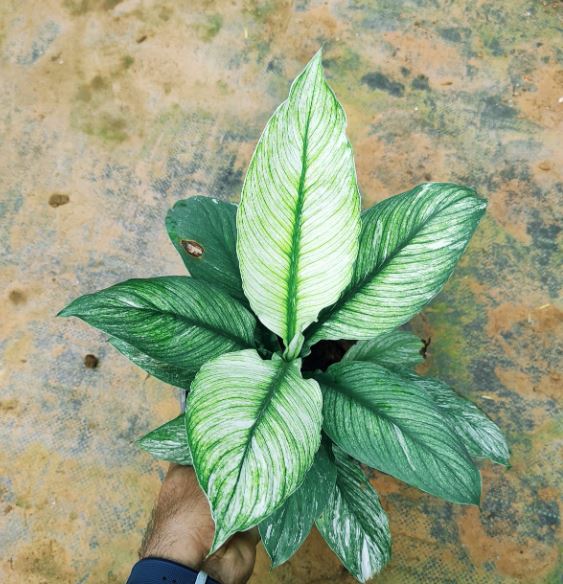 Variegated peace lily Jiffy