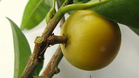 Chrysophyllum Lucentifolium Exotic Fruit Plant