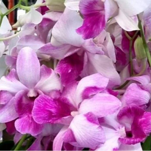 Dendrobium Hola Pink