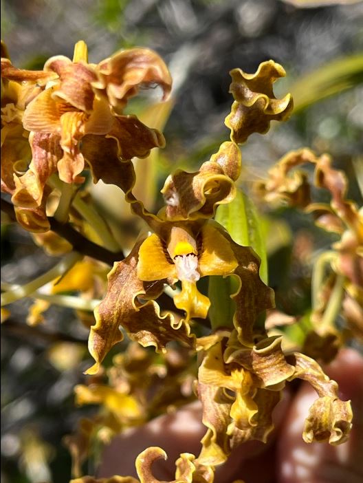 Dendrobium Dorothy Gold Antelope